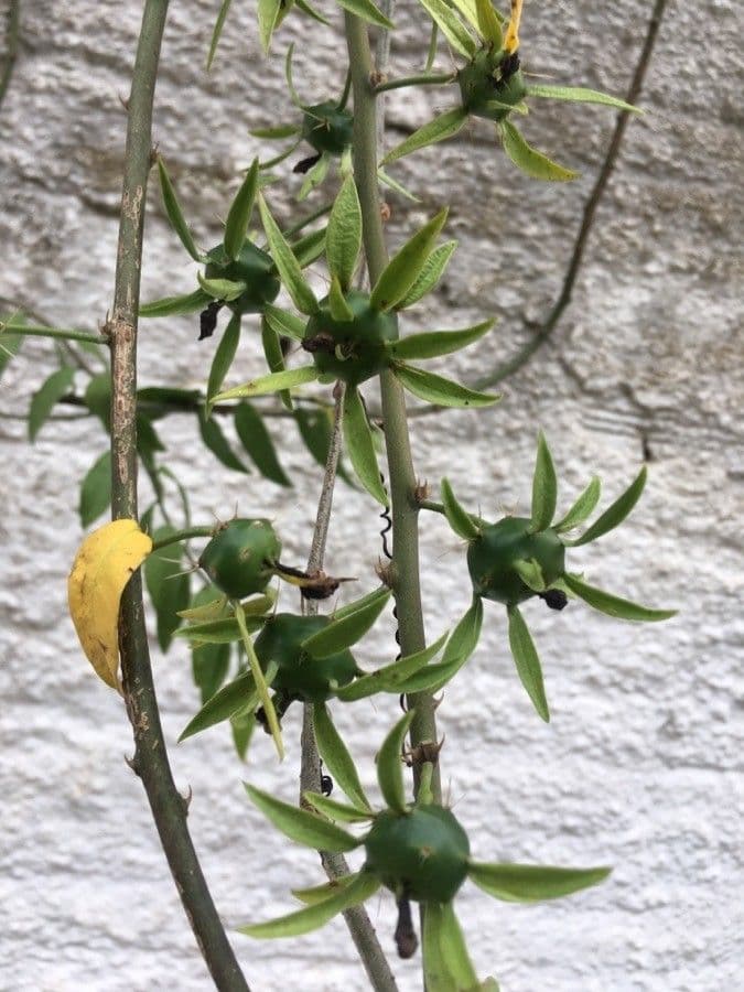 Pereskia 30
