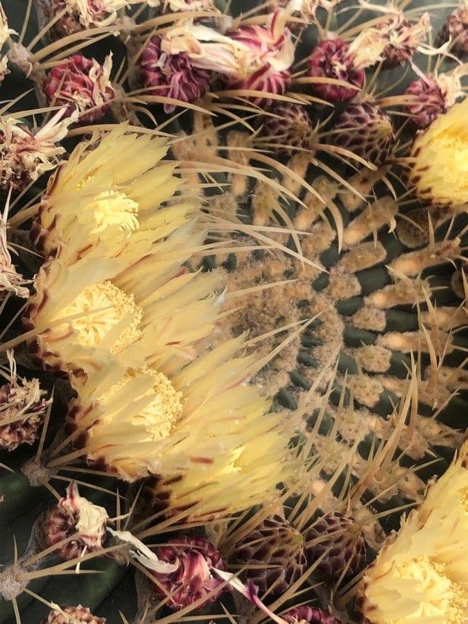 Ferocactus histrix