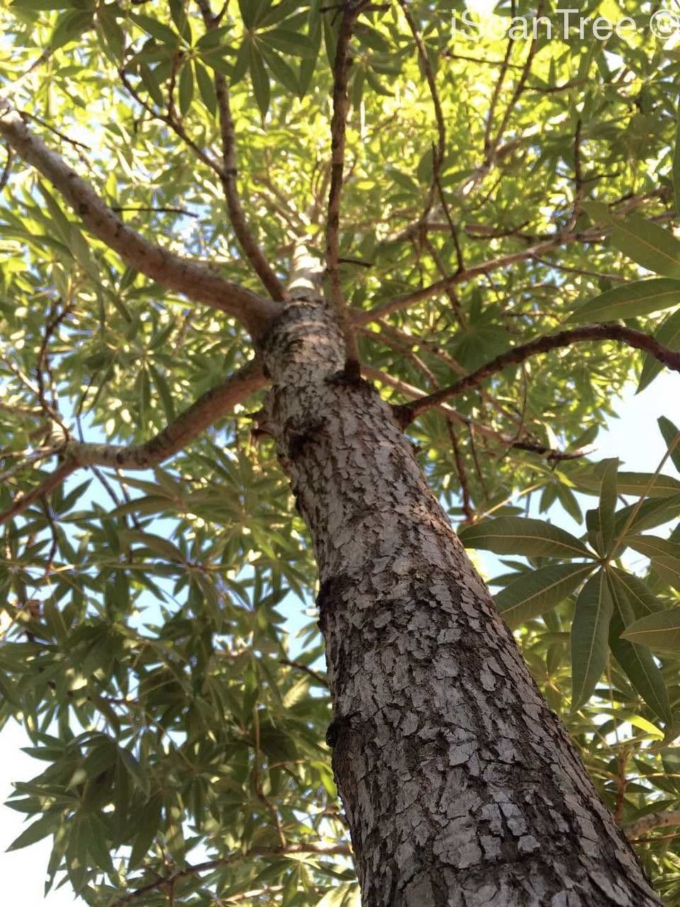 Sterculia 10