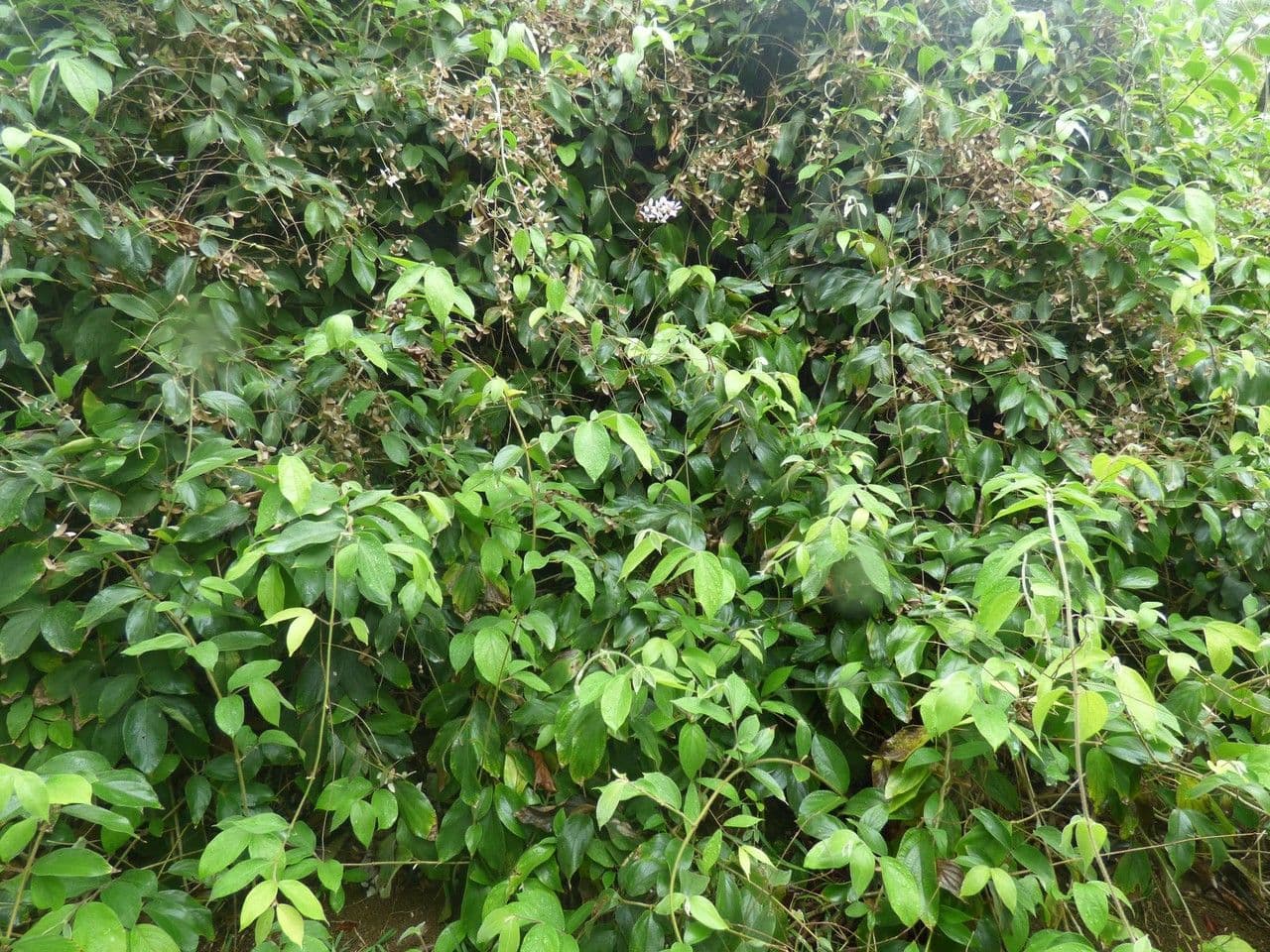 Congea tomentosa 8