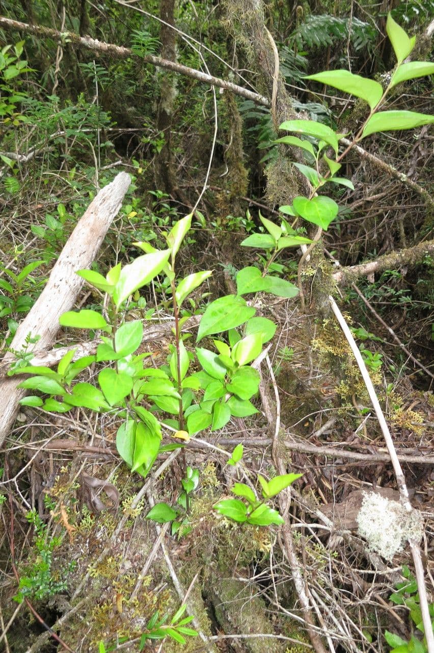 Griselinia 11