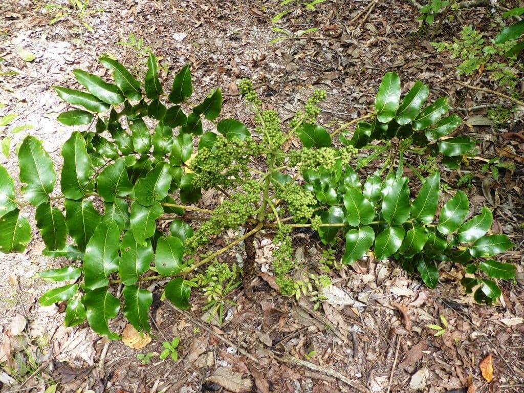 Polyscias 5