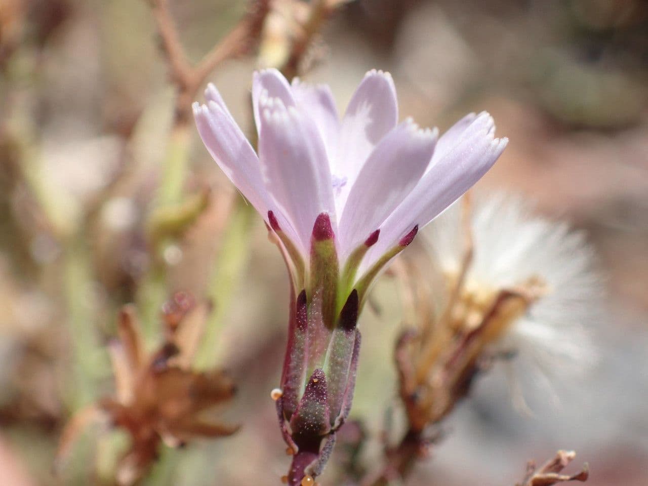 Lattuga palmata 6