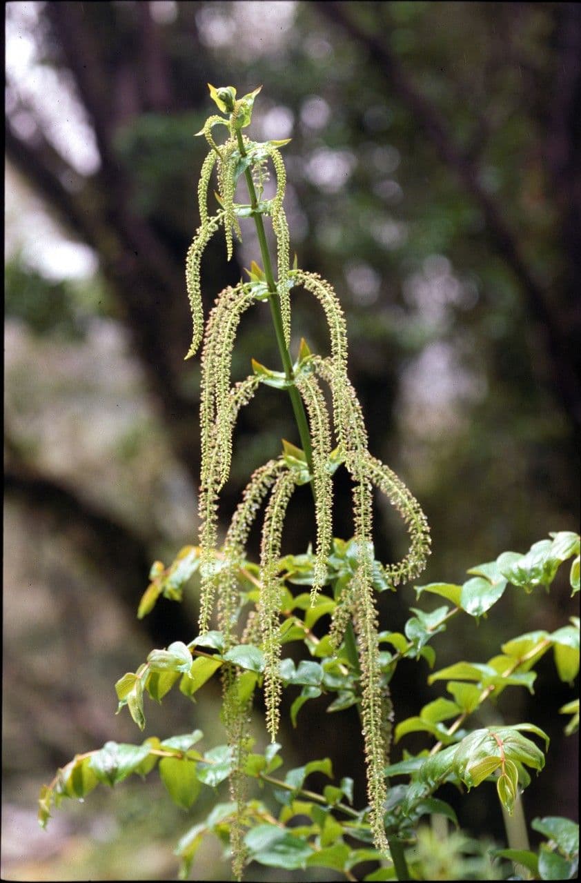 Coriaria arborea 2