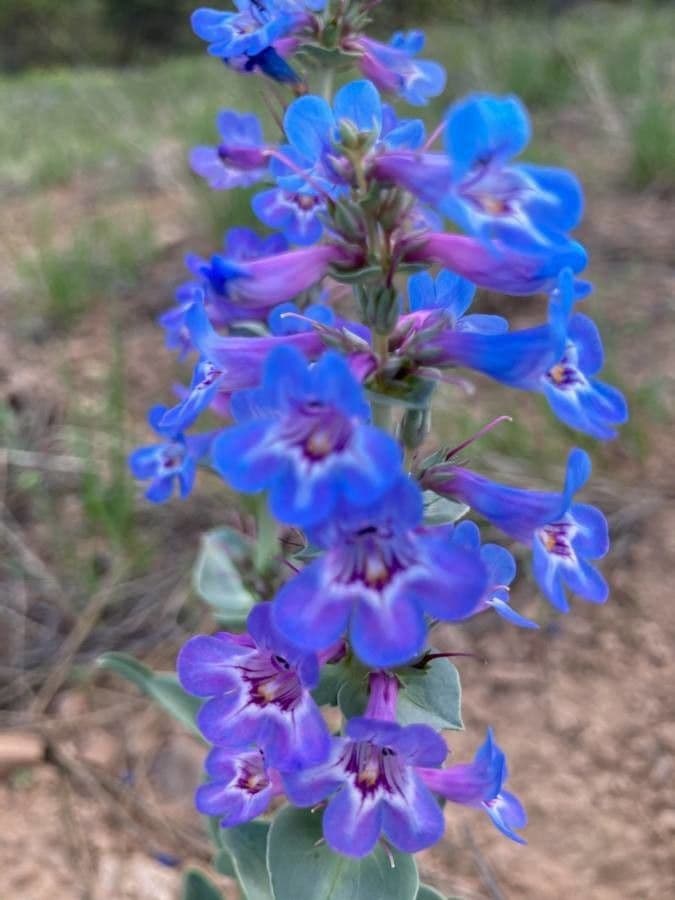 Penstemon 5