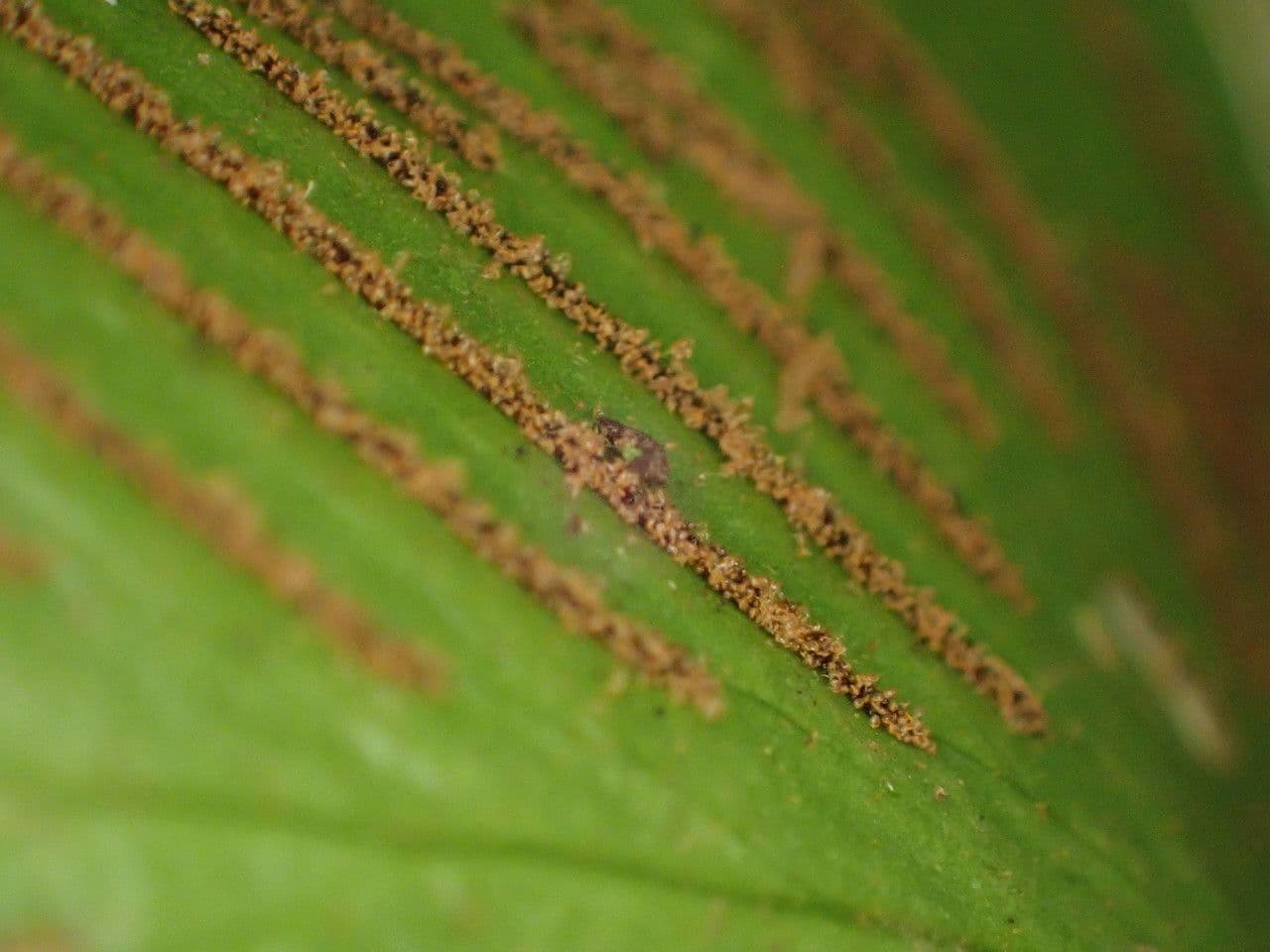 Asplenium hemionitis 4