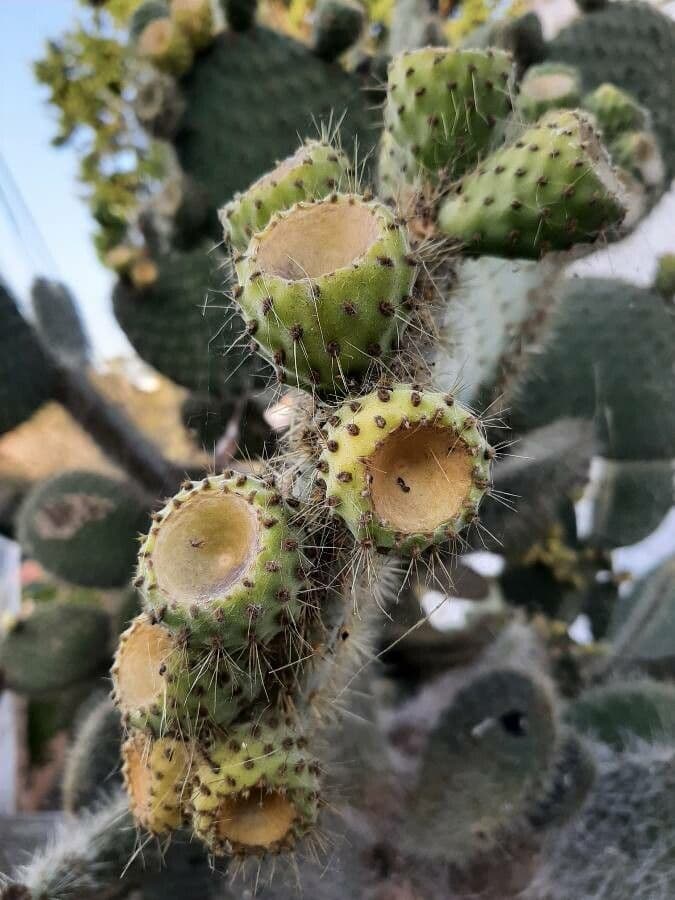 Opuntia leucotricha 5