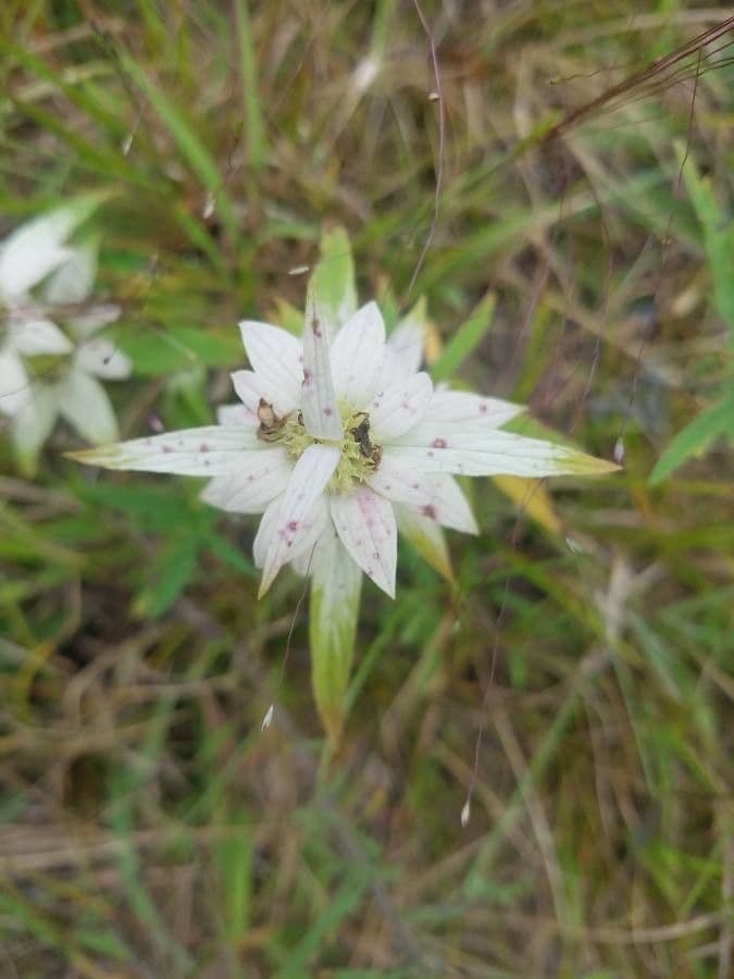Gefleckte Monarde 13