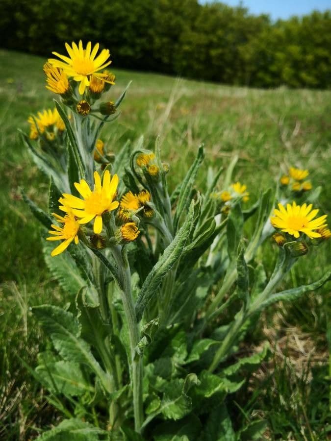 Tephroseris