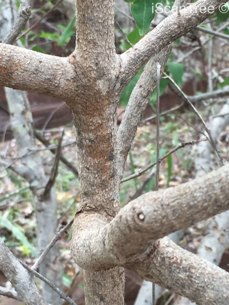Vangueria 18