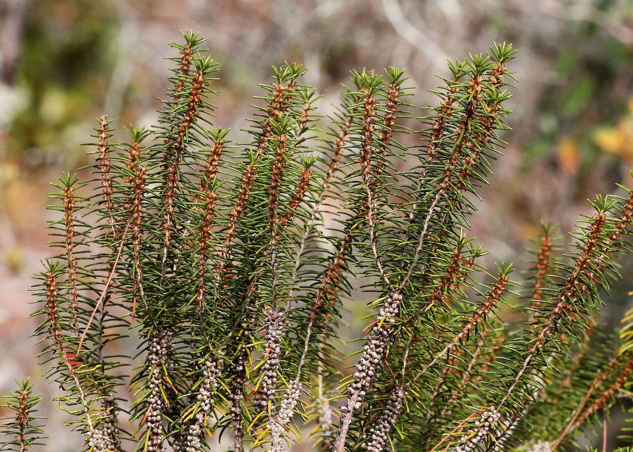 Romarin des dunes 6
