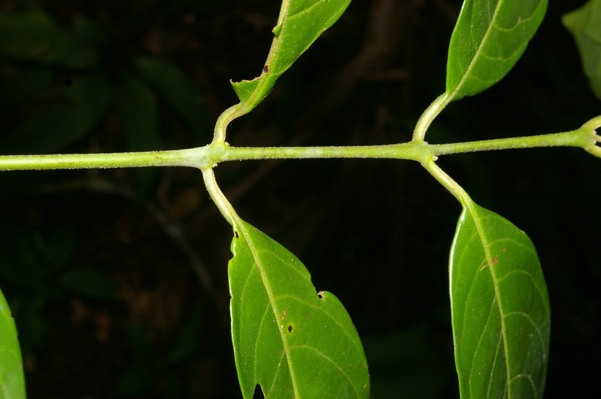 Siparuna cuspidata 7