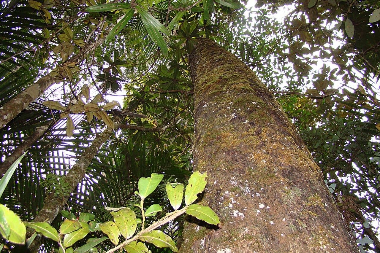 Dacrycarpus 5
