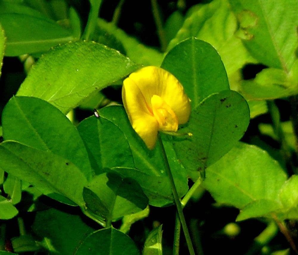 Arachis pintoi 18