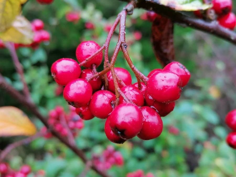 Cotonéaster