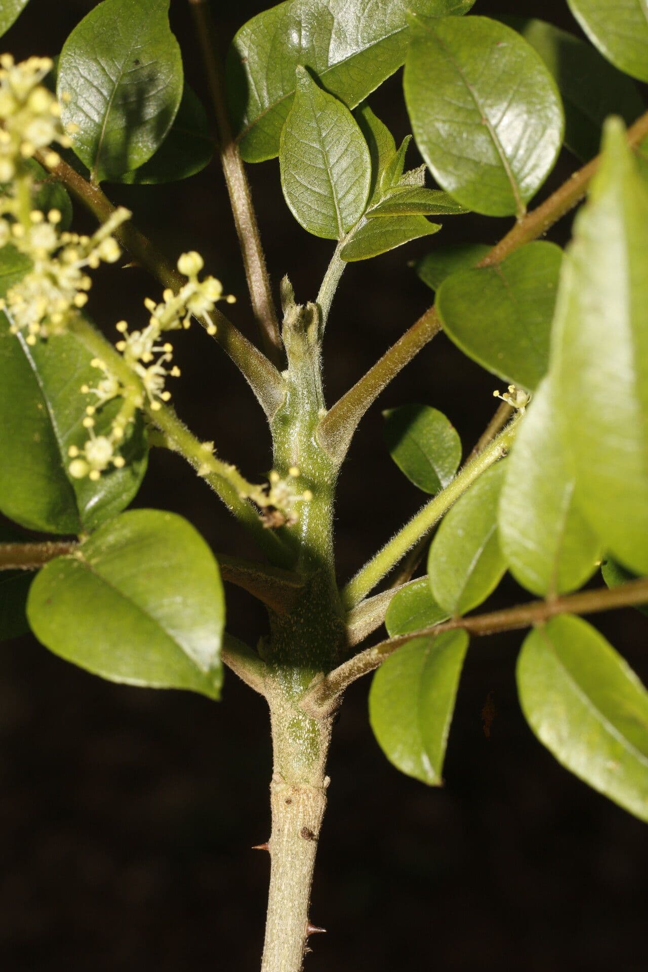Zanthoxylum 10