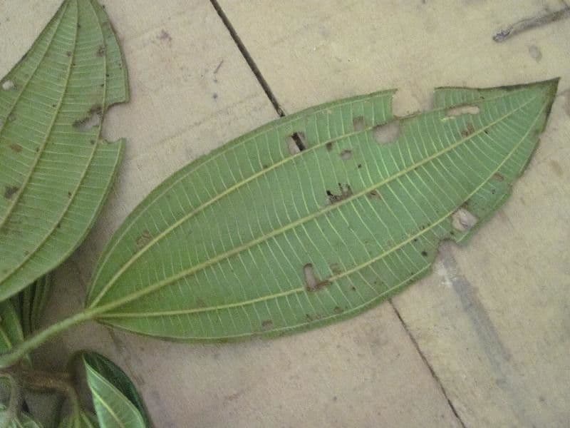 Miconia 3