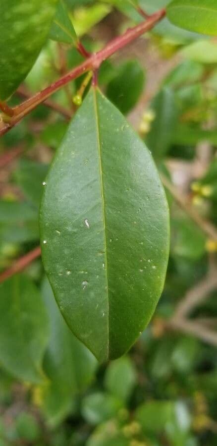 Syzygium 13