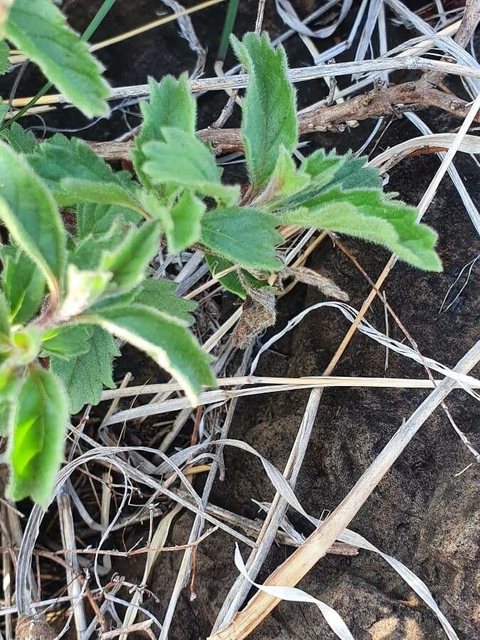 Chasmanthium 10