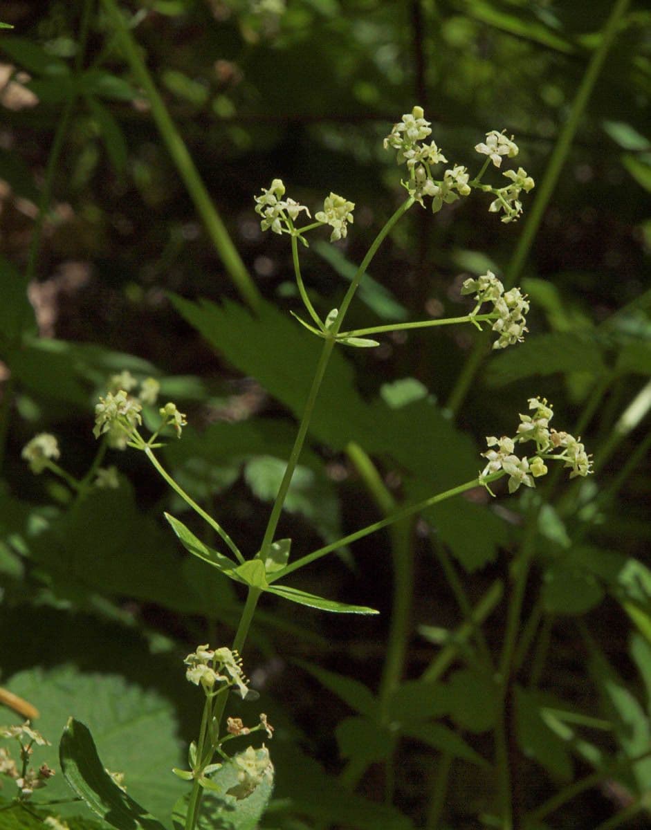 Galium 2