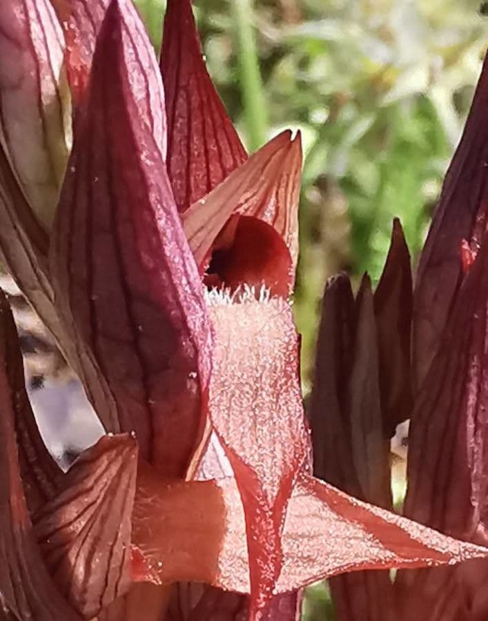 Serapiade vomeracea 10