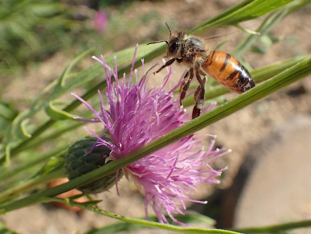Klasea radiata 6