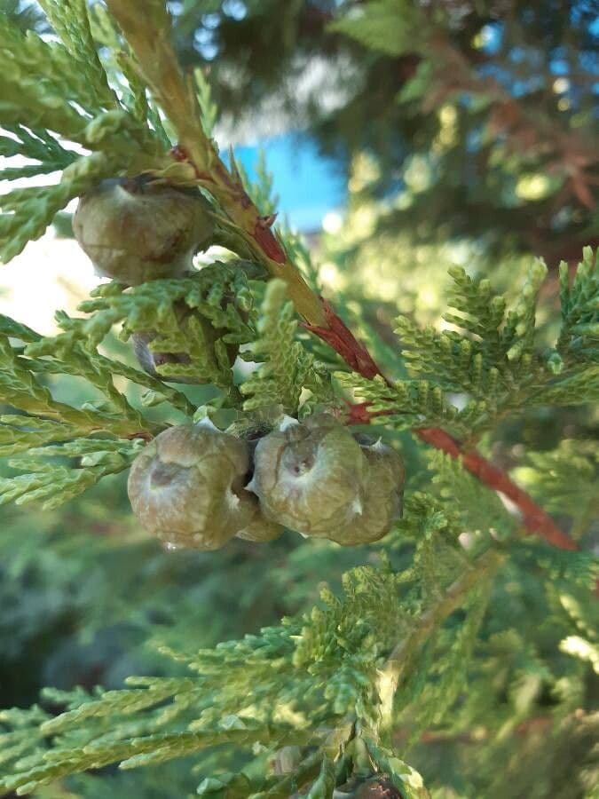 Cipresso di Monterey