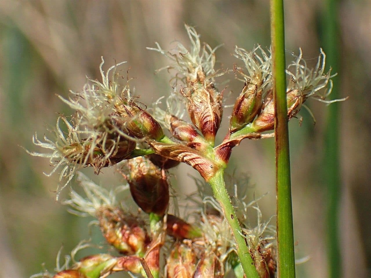 Salz-Teichbinse 5