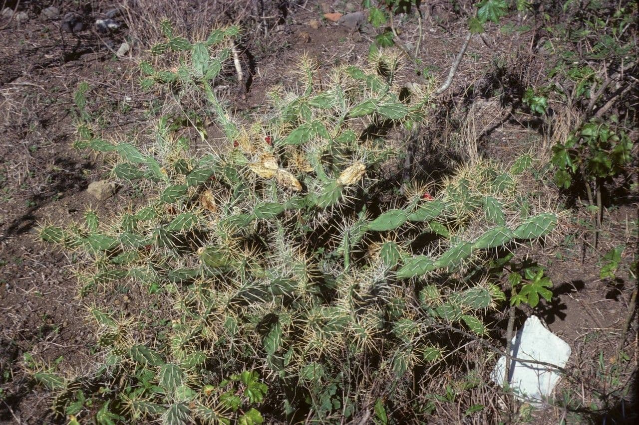 Opuntia a tre spine 13