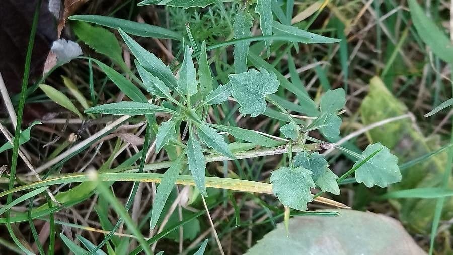 Rundblättrige Glockenblume 19
