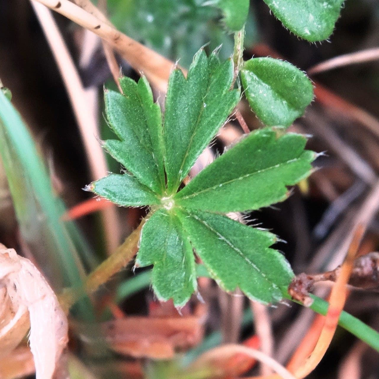 Potentilla pyrenaica 13