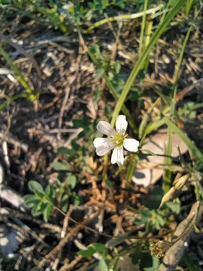 Mononeuria patula