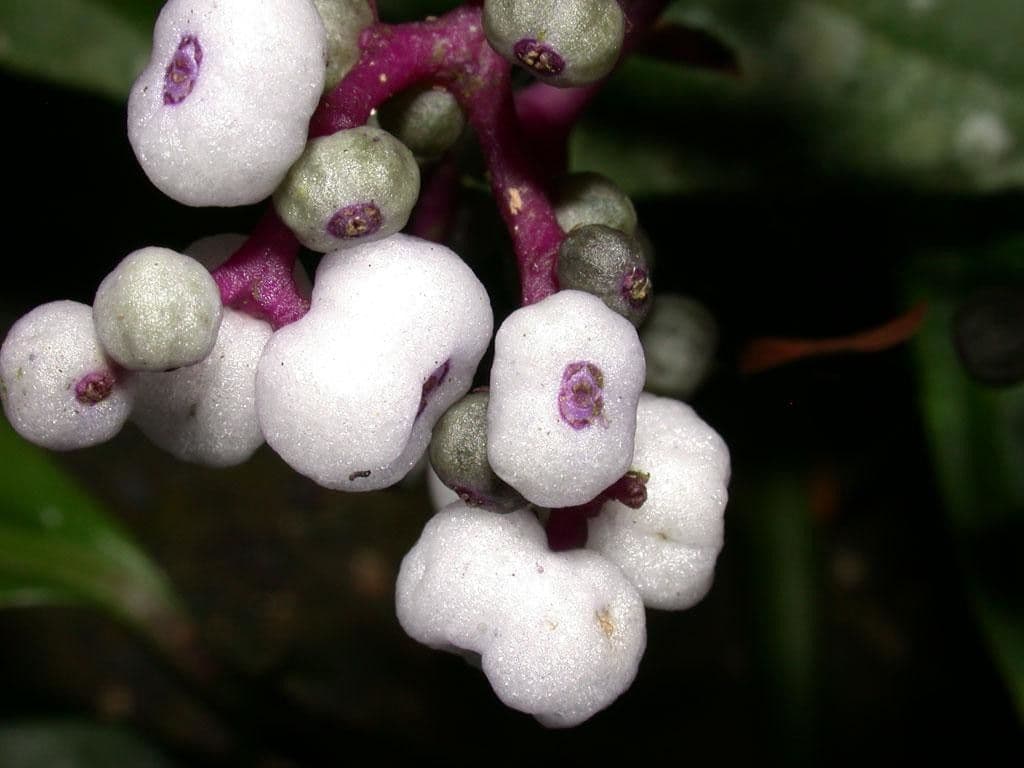 Palicourea 2
