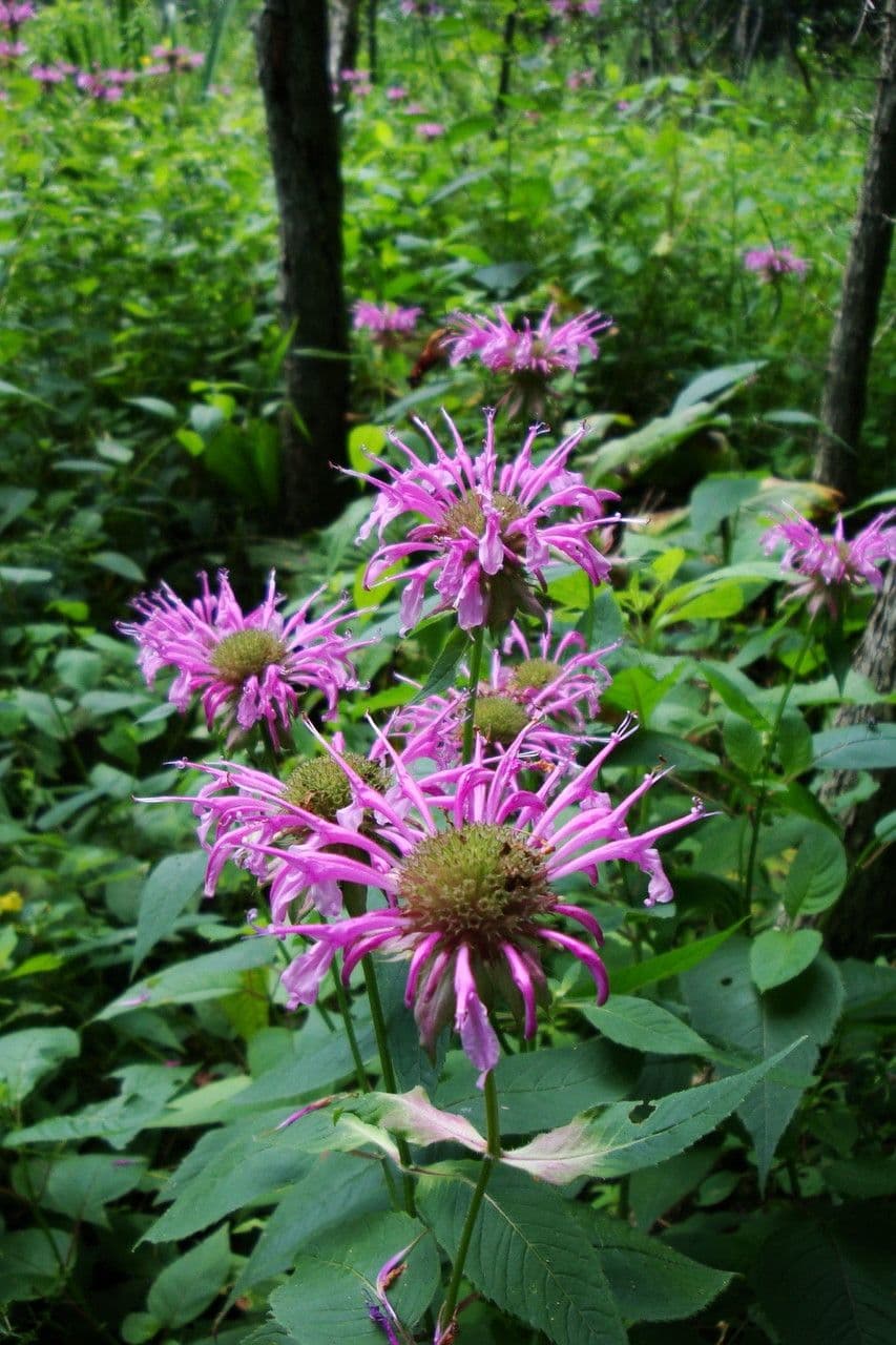 Monarda viola