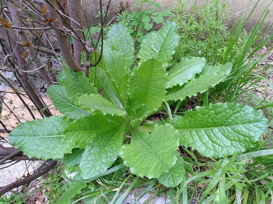 Lechuga amarga 16
