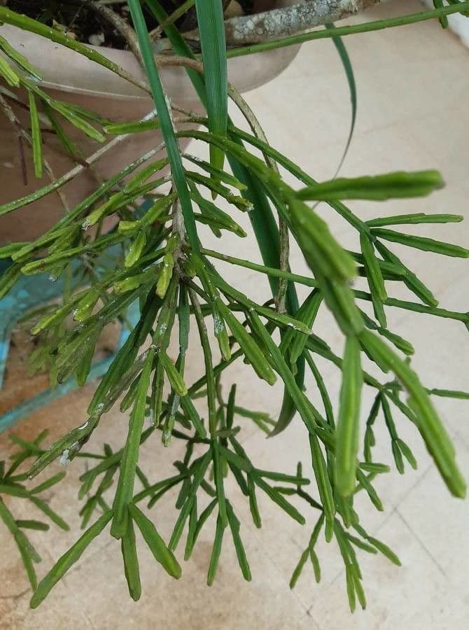 Rhipsalis micrantha 9