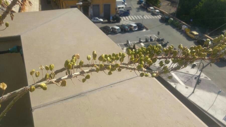 Scilla marittima 3