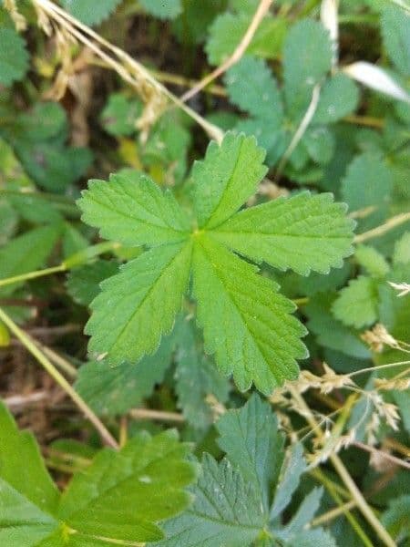 Cinquefoglie comune 17