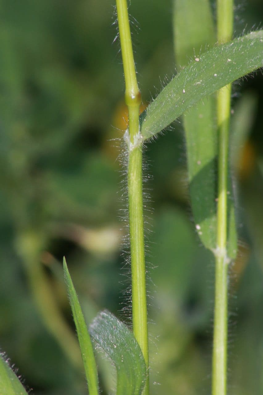 Trisetaria panicea 17