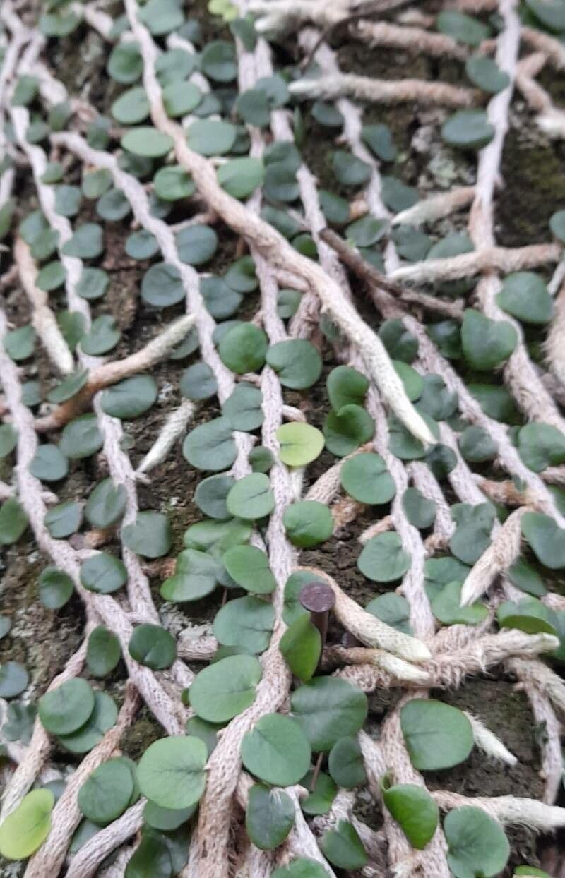 Microgramma 4