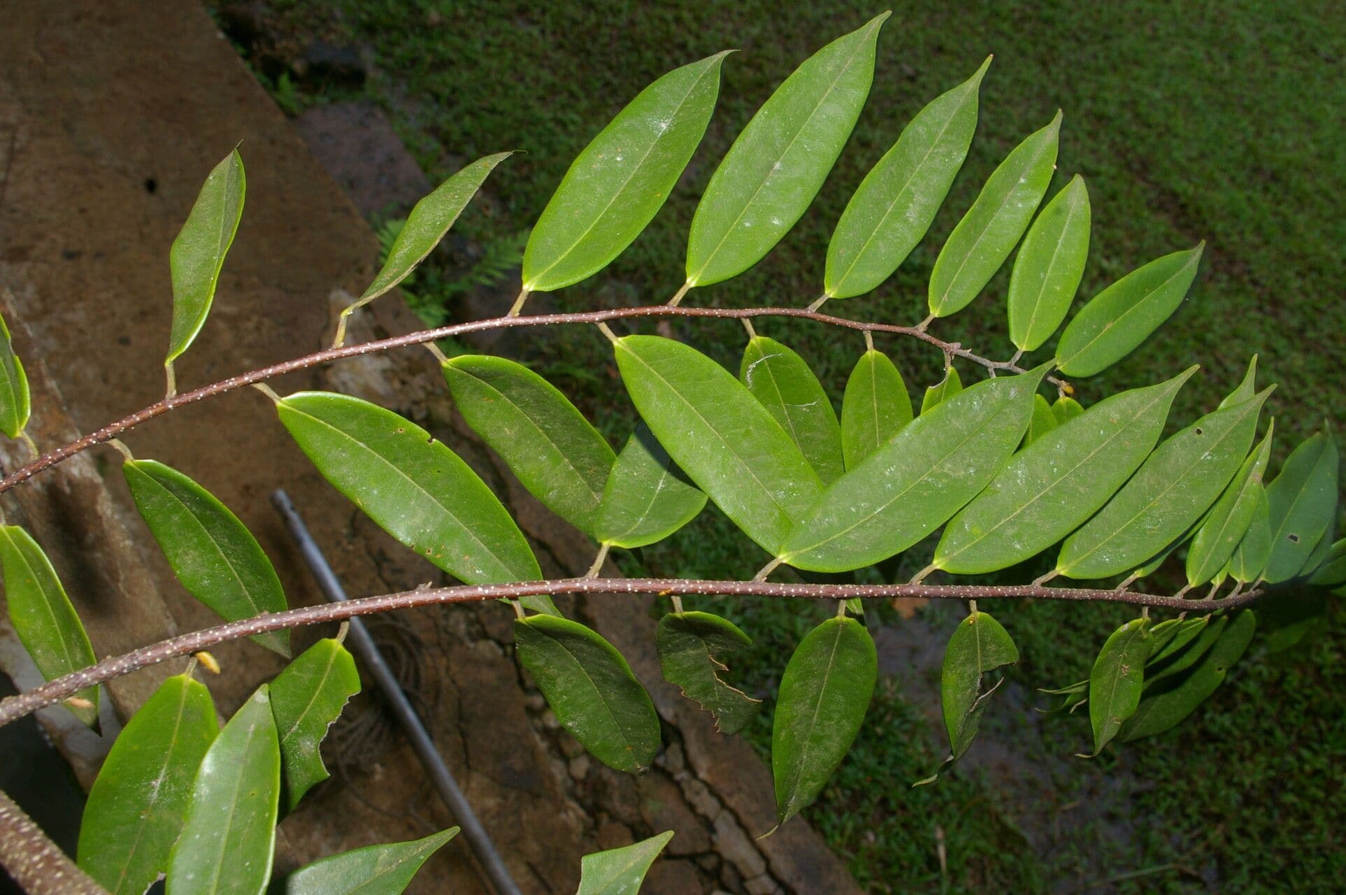 Xylopia 6