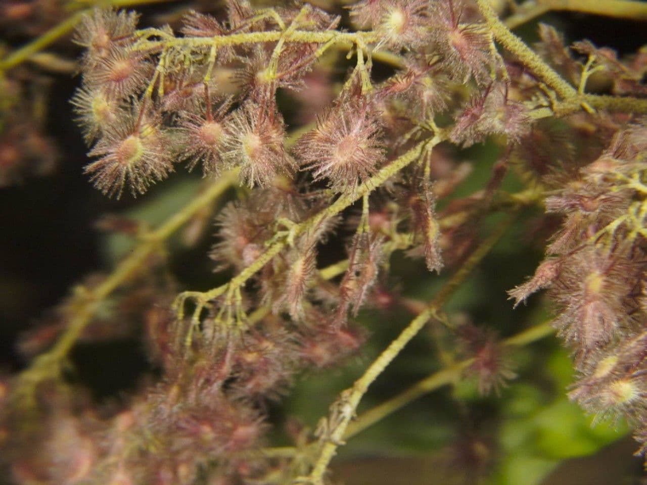 Heliocarpus 2