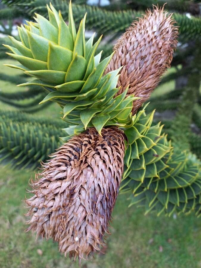 Aracauaria 3