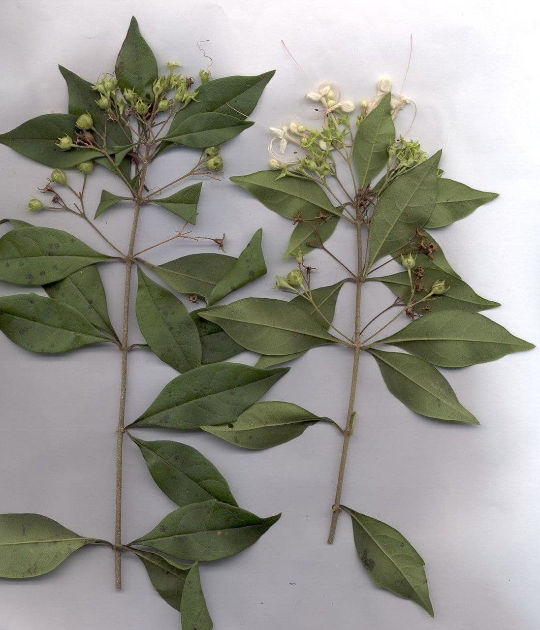 Volkameria ligustrina 9