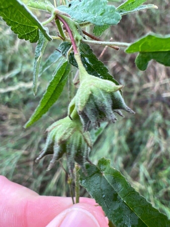 Pavonia hastata 2