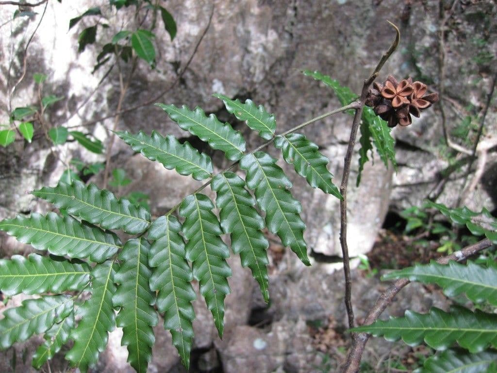 Elattostachys 7