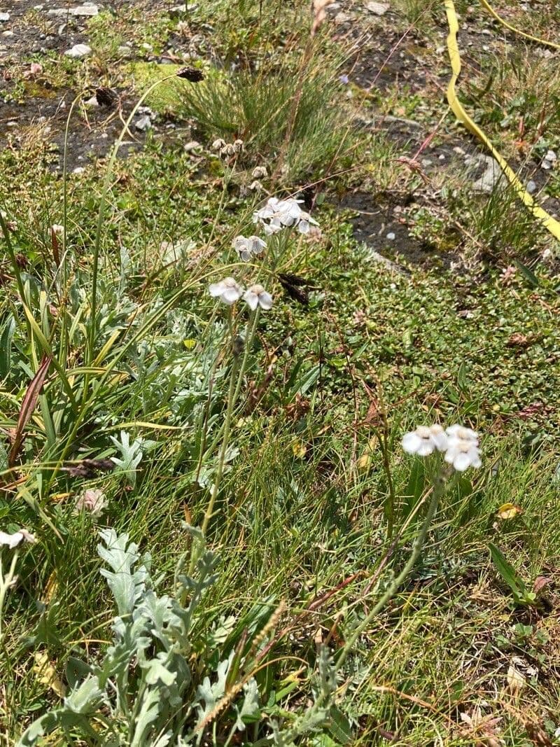 Achillea clavennae 13
