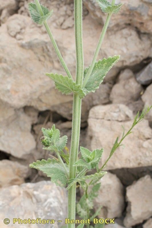 Menta gatuna 11