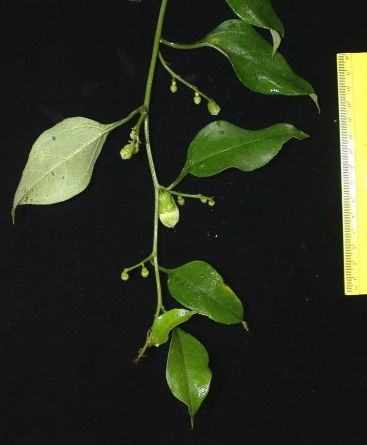 Cayaponia racemiforme 16