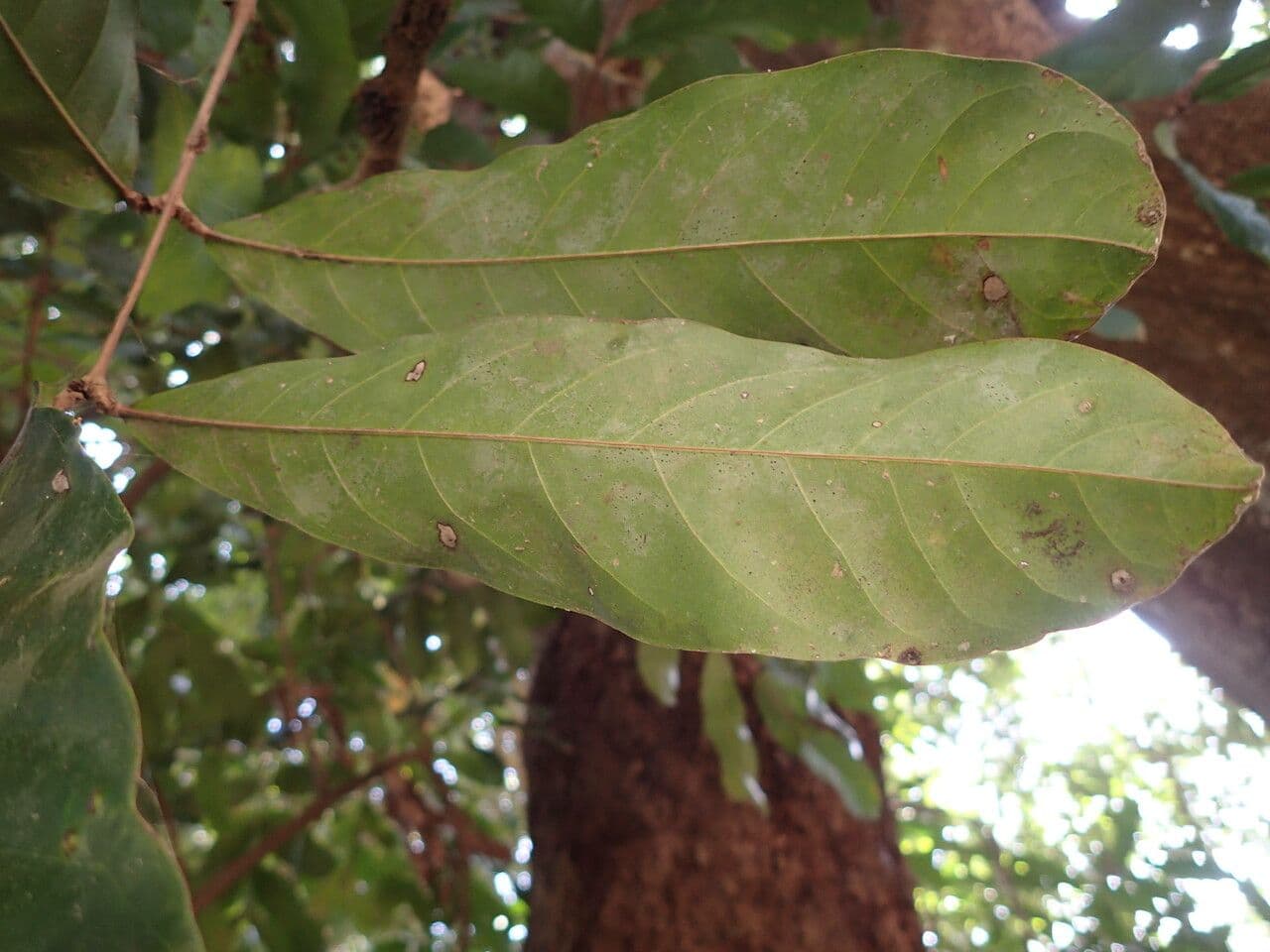 Daniellia 9